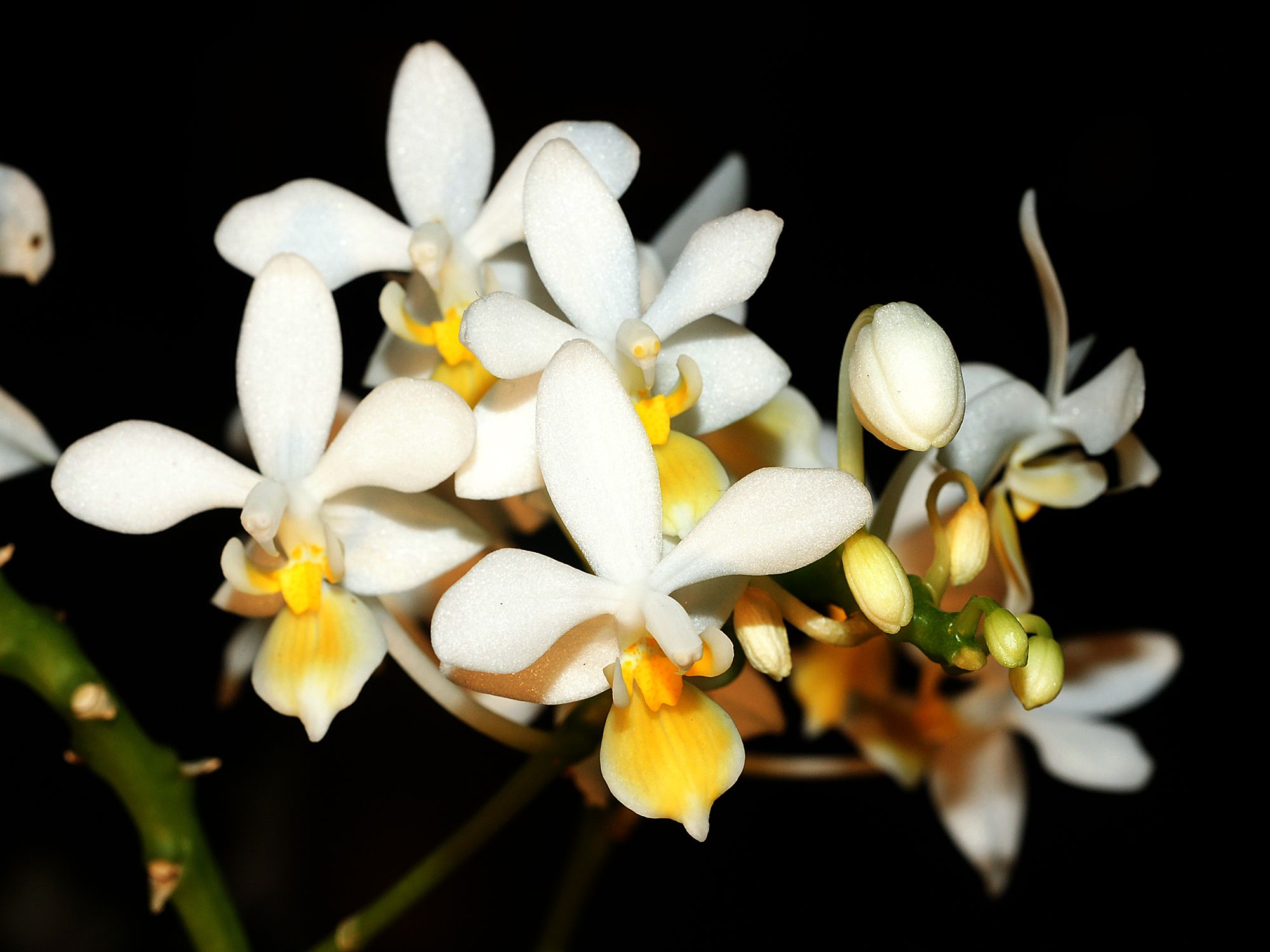 Phalaenopsis equestris · 白花型个体