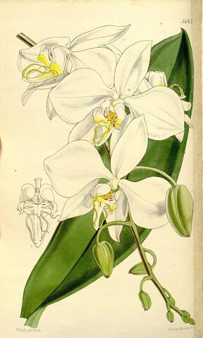 Phalaenopsis grandiflora, Curtis's Botanical Magazine 5184 (1860)