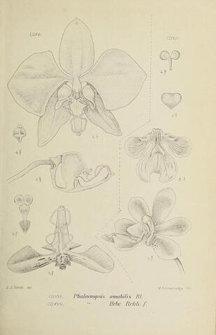 Phalaenopsis amabilis Bl., Die Orchideen von Java, Figuren-Atlas fig. CDXVI–CDXVII (1912)