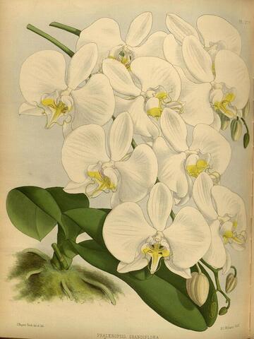 Phalaenopsis grandiflora, The Orchid Album Pl. 277 (1887)