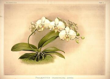 Phalaenopsis grandiflora aurea, Reichenbachia: Orchids Illustrated and Described Tab. 11 (1888)