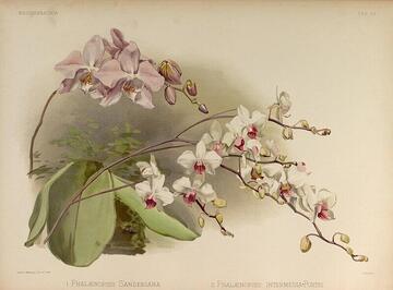 Phalaenopsis Sanderiana, Reichenbachia: Orchids Illustrated and Described Tab. 68 (1892–1894)
