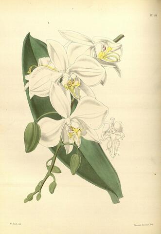 Phalaenopsis grandiflora(正文), A Second Century of Orchidaceous Plants Pl. 114 (1867)