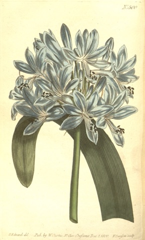 Agapanthus umbellatus, Curtis's Botanical Magazine 500 (1800)