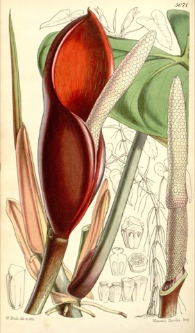 Philodendron erubescens, Curtis's Botanical Magazine 5071 (1858)