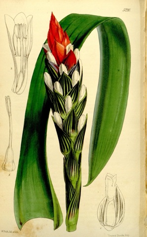 Guzmannia tricolor, Curtis's Botanical Magazine 5220 (1860)