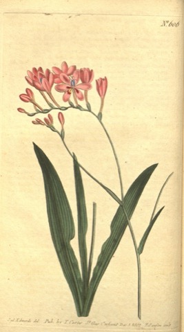 Lapeyrousia juncea, Curtis's Botanical Magazine 606 (1802)