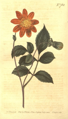 Dahlia coccinea, Curtis's Botanical Magazine 762 (1804)