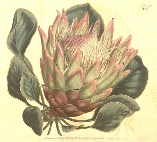 Protea cynaroides, Curtis's Botanical Magazine 770 (1804)