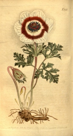 Anemone coronaria, Curtis's Botanical Magazine 841 (1805)
