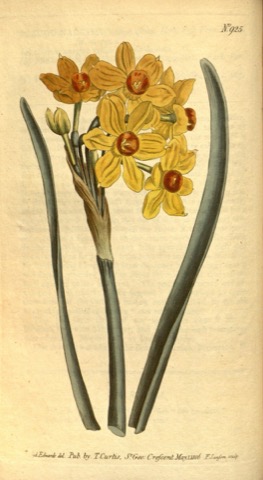 Narcissus Tazetta, Curtis's Botanical Magazine 925 (1806)