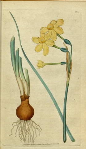 Narcissus jonquilla, Curtis's Botanical Magazine 15 (1787)