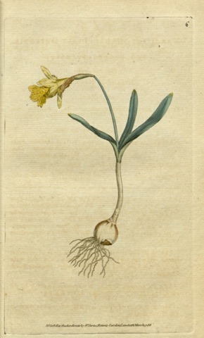 Narcissus minor, Curtis's Botanical Magazine 6 (1787)