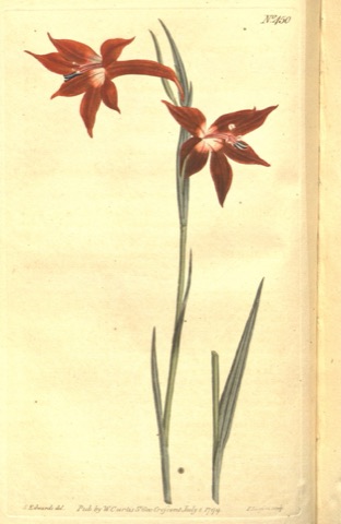 Gladiolus watsonius, Curtis's Botanical Magazine 450 (1799)