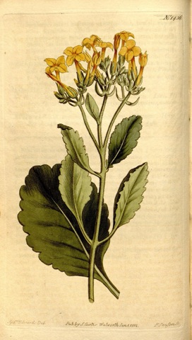 Cotyledon crenata, Curtis's Botanical Magazine 1436 (1812)