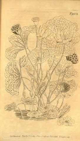 Nelumbium speciosum, Curtis's Botanical Magazine 903 B (1806)