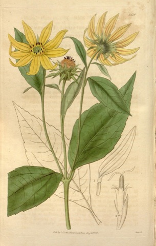 Helianthus decapetalus, Curtis's Botanical Magazine 3510 (1836)