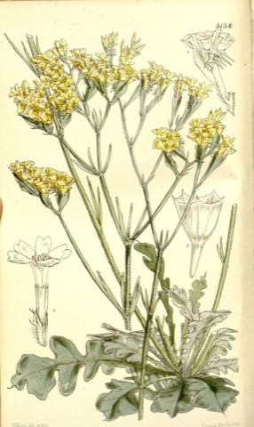 Statice bonduellei, Curtis's Botanical Magazine 5158 (1860)