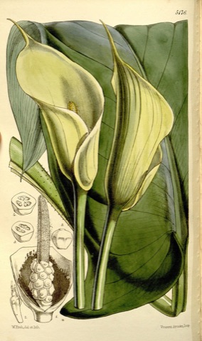 Richardia albomaculata, Curtis's Botanical Magazine 5176 (1860)