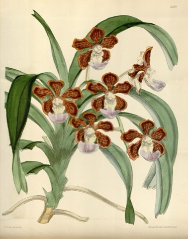Vanda insignis, Curtis's Botanical Magazine 5759 (1869)
