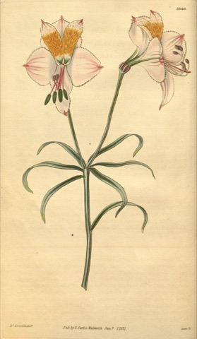 Alstroemeria pallida, Curtis's Botanical Magazine 3040 (1831)