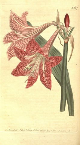 Amaryllis reticulata, Curtis's Botanical Magazine 657 (1803)