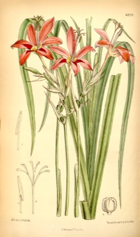 Lapeirousia grandiflora, Curtis's Botanical Magazine 6924 (1887)
