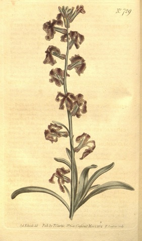 Cheiranthus tristis, Curtis's Botanical Magazine 729 (1804)