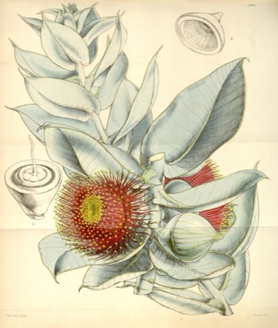 Eucalyptus macrocarpa, Curtis's Botanical Magazine 4333 (1847)