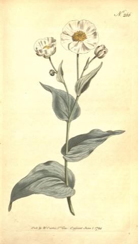 Ranunculus amplexicaulis, Curtis's Botanical Magazine 266 (1794)
