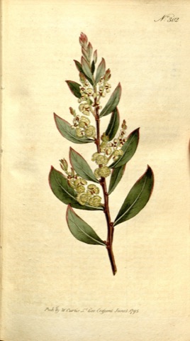 Mimosa myrtifolia, Curtis's Botanical Magazine 302 (1795)