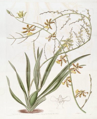 Oncidium altissimum, Edwards's Botanical Register 1651 (1833)