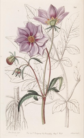 Dahlia glabrata, Edwards's Botanical Register 29 (1840)