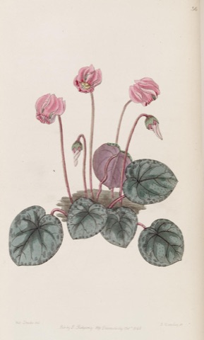 Cyclamen littorale, Edwards's Botanical Register 56 (1846)