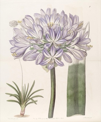 Agapanthus umbellatus, Edwards's Botanical Register 7 (1843)