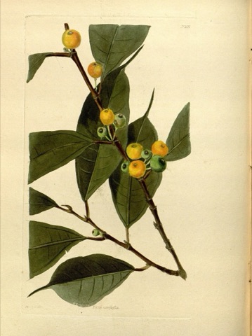 Ficus urophylla, The Botanical Cabinet 1697 (1831)