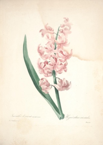 Hyacinthus orientalis, Choix des plus belles fleurs 100 (1827–1833)