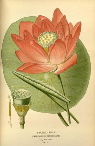 Nelumbium speciosum, Favourite Flowers of Garden and Greenhouse Pl. 17 (1896)