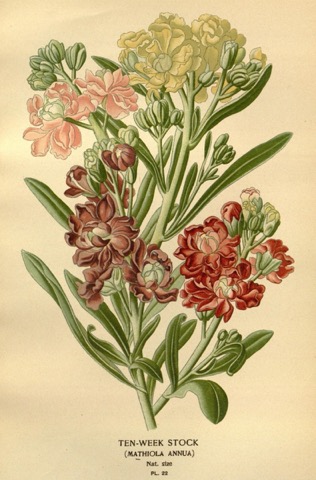 Ten-week Stock (Mathiola annua), Favourite Flowers of Garden and Greenhouse Pl. 22 (1896)
