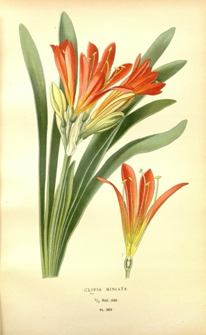 Clivia miniata, Favourite Flowers of Garden and Greenhouse Pl. 263 (1897)