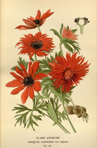 Anemone hortensis, Favourite Flowers of Garden and Greenhouse 4 (1896)