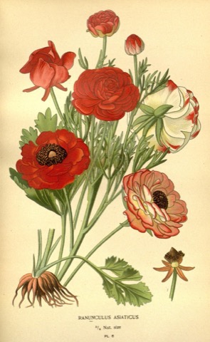 Ranunculus asiaticus, Favourite Flowers of Garden and Greenhouse Pl. 6 (1896)