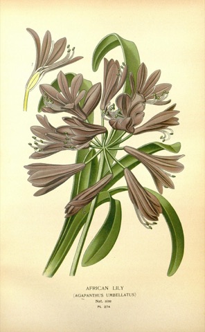 Agapanthus umbellatus, Favourite Flowers of Garden and Greenhouse Pl. 274 (1897)