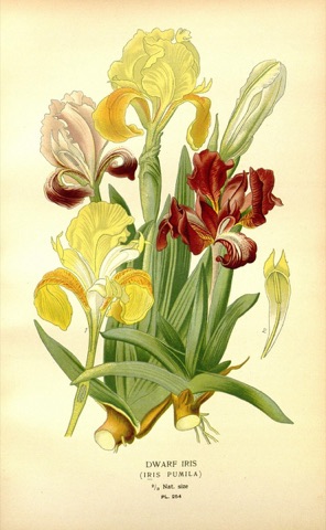 Iris pumila, Favourite Flowers of Garden and Greenhouse Pl. 254 (1897)