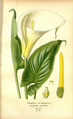 Richardia africana, Favourite Flowers of Garden and Greenhouse Pl. 295 (1897)