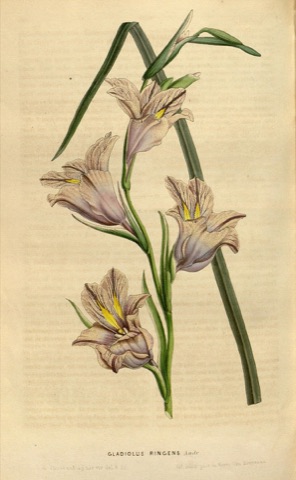 Gladiolus ringens, Flore des serres et des jardins de l'Europe  (1848)