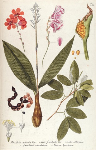 Calla æthiopica, Fragmenta Botanica, figuris coloratis illustrata 32 (1800)