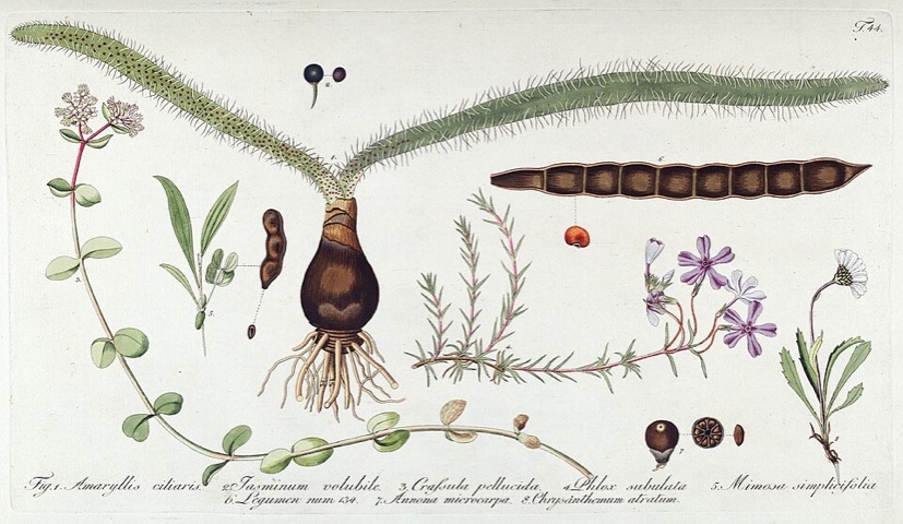 Mimosa simplicifolia, Fragmenta Botanica, figuris coloratis illustrata 44 (1800)
