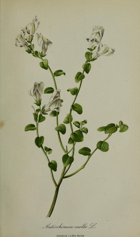 Antirrhinum molle, Gartenflora  (1853)