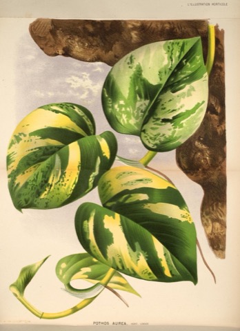 Pothos aurea, Hort. Linden, L'Illustration horticole Pl. CCCLXXXI (1880)